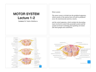 MOTOR SYSTEM
Lecture 1-2
Lecturer Dr. Nadira Abdullaeva
Motor system
The motor system is divided into the peripheral apparatus,
which consists of the anterior horn cell and its peripheral
axon, the neuromuscular junction, muscle,
and the central apparatus, which includes the descending
tracts involved in control (the pyramidal system) and the
systems involved in initiating and regulating movement
(the basal ganglia and cerebellum).
 