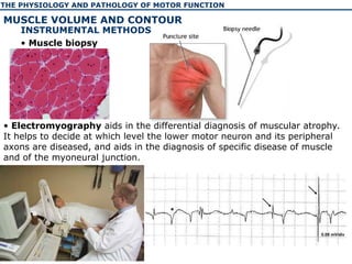 The physiology and pathology of motor function of human | PPT