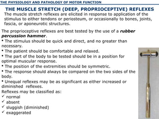 The physiology and pathology of motor function of human | PPT