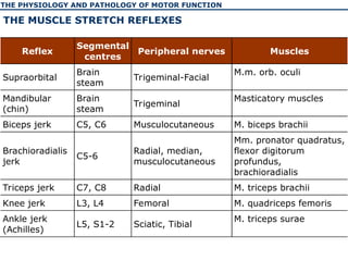 The physiology and pathology of motor function of human | PPT