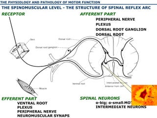 The physiology and pathology of motor function of human | PPT