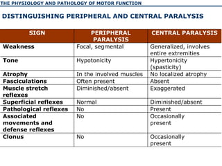 The physiology and pathology of motor function of human | PPT