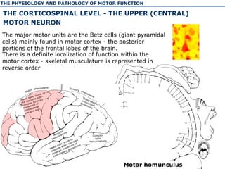 The physiology and pathology of motor function of human | PPT