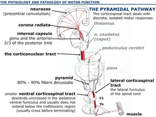 The physiology and pathology of motor function of human | PPT