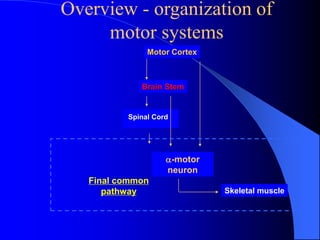 Comprehensive Overview of Motor Functions and Reflexes in the Nervous ...