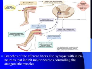 Comprehensive Overview of Motor Functions and Reflexes in the Nervous ...
