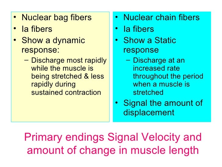 motor anatomy airway management