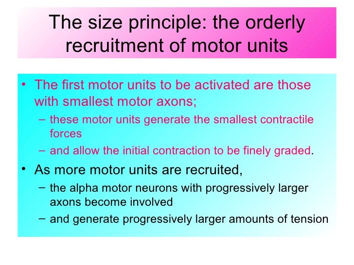 motor unit recruitment definition anatomy
