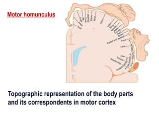 Motor System for the human body and their functions | PPTX