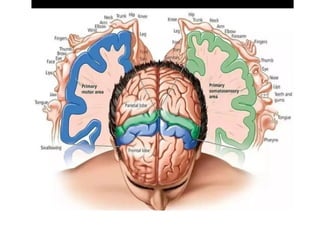 Motor System for the human body and their functions | PPTX
