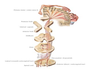 Motor System for the human body and their functions | PPTX