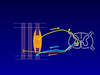 Motor system1 reflexes | PPT