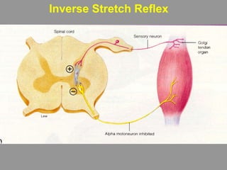 Inverse Stretch Example Motor system1 reflexes | PPT