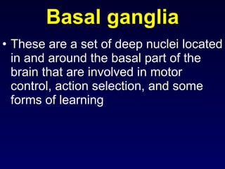 Basal ganglia ,[object Object]