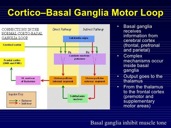 Motor system4 basal ganglia undergraduates
