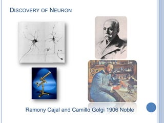 Discovery of NeuronRamonyCajal and Camillo Golgi 1906 Noble