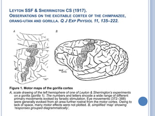 Leyton SSF & Sherrington CS (1917).Observations on the excitable cortex of the chimpanzee, orang-utan and gorilla. Q J Exp Physiol 11, 135–222.Figure 1. Motor maps of the gorilla cortexA, scale drawing of the left hemisphere of one of Leyton & Sherrington’s experiments on a gorilla (gorilla 1). The numbers and letters encode a wide range of different primary movements evoked by faradic stimulation. Eye movements (372–388) were generally evoked from an area further rostral from the motor cortex. Owing to lack of space, many motor effects were not plotted. B, simplified ‘map’ showing ‘responses grouped diagrammatically’,