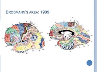 Brodmann’s area: 1909