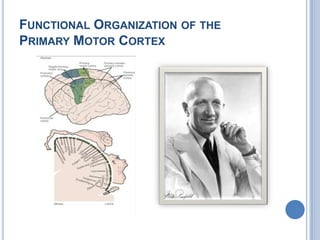 Functional Organization of the Primary Motor Cortex