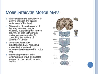 More intricate Motor MapsIntracortical micro-stimulation of layer V confirms the spatial motor map of PenfieldStimulation of small regions of the map activated single muscles, suggesting that vertical columns of cells in the motor cortex were responsible for controlling the actions of particular muscles.Microstimulation with simultaneous EMG recording shows that organized movements represented in motor map Individual pyramidal cells terminates on group of muscles in anterior horn cells in mosaic fashion