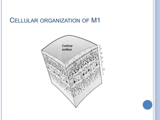 Cellular organization of M1