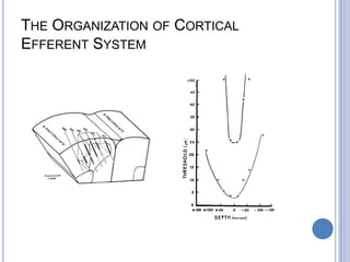 The Organization of Cortical Efferent System