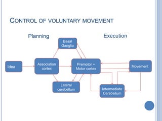 Control of voluntary movementExecutionPlanningBasal GangliaAssociation cortexPremotor + Motor cortexMovementIdeaLateral cerebellumIntermediate Cerebellum