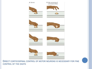 Direct corticospinal control of motor neurons is necessary for fine control of the digits