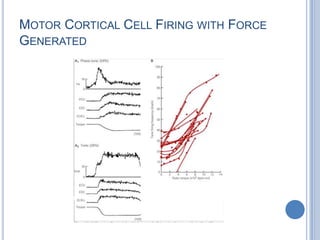 Motor Cortical Cell Firing with Force Generated