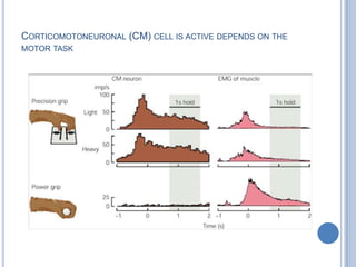 Corticomotoneuronal (CM) cell is active depends on the motor task