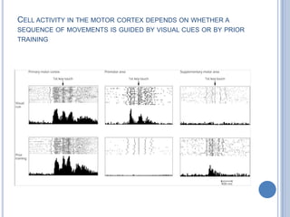 Cell activity in the motor cortex depends on whether a sequence of movements is guided by visual cues or by prior training
