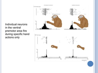 Individual neurons in the ventral premotor area fire during specific hand actions only