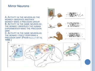 Mirror NeuronsA. Activity in the neuron as the monkey observes another monkey make a precision group.B. Activity in the same neuron as the monkey observes the human experimenter make the precision grip.C. Activity in the same neuron as the monkey itself performs a precision grip. (From Rizzolottiet al 1996.)