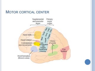 Motor cortical center