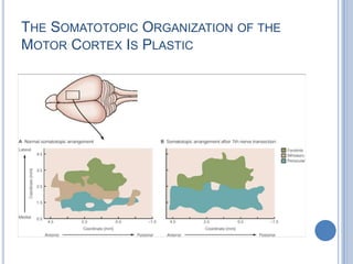 The Somatotopic Organization of the Motor Cortex Is Plastic