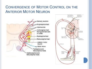 Convergence of Motor Control on the Anterior Motor Neuron