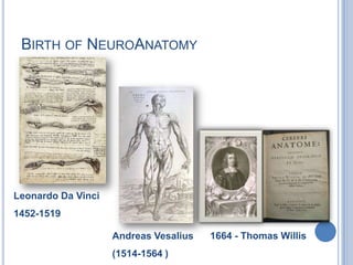 Birth of NeuroAnatomyLeonardo Da Vinci1452-1519 1664 - Thomas WillisAndreas Vesalius (1514-1564 )