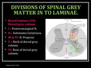 Rex Lamina MOTOR SYSTEM SPINAL CORD | PPT