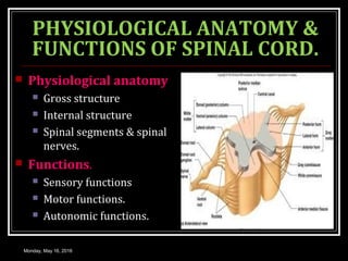 MOTOR SYSTEM SPINAL CORD | PPT