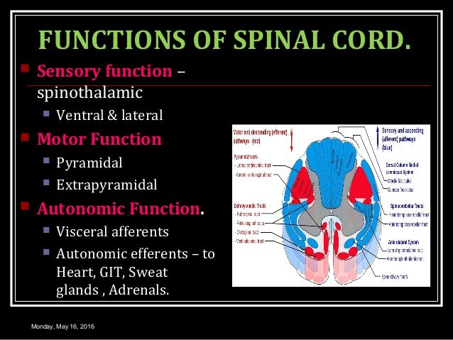 MOTOR SYSTEM SPINAL CORD