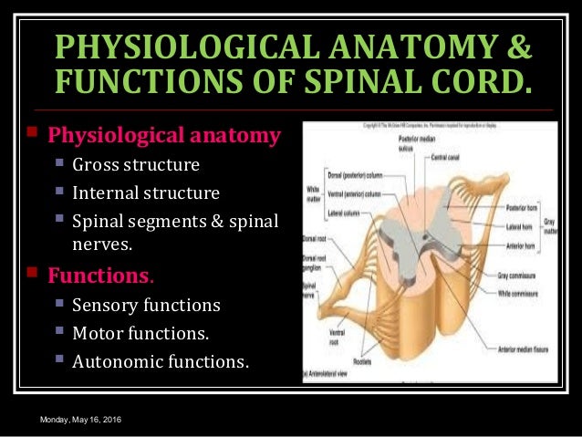 motor system spinal cord function of spinal cord