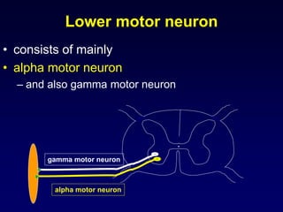 Lower motor neuron
• consists of mainly
• alpha motor neuron
– and also gamma motor neuron
alpha motor neuron
gamma motor neuron
 