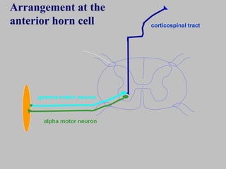 alpha motor neuron
gamma motor neuron
corticospinal tract
Arrangement at the
anterior horn cell
 