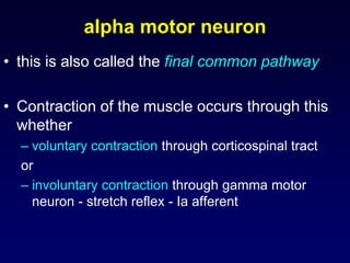 alpha motor neuron
• this is also called the final common pathway
• Contraction of the muscle occurs through this
whether
– voluntary contraction through corticospinal tract
or
– involuntary contraction through gamma motor
neuron - stretch reflex - Ia afferent
 