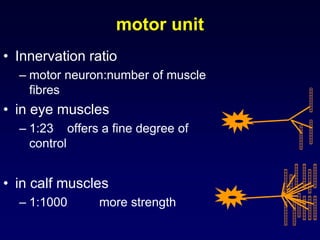 motor unit
• Innervation ratio
– motor neuron:number of muscle
fibres
• in eye muscles
– 1:23 offers a fine degree of
control
• in calf muscles
– 1:1000 more strength
 