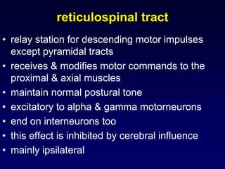 reticulospinal tract
• relay station for descending motor impulses
except pyramidal tracts
• receives & modifies motor commands to the
proximal & axial muscles
• maintain normal postural tone
• excitatory to alpha & gamma motorneurons
• end on interneurons too
• this effect is inhibited by cerebral influence
• mainly ipsilateral
 