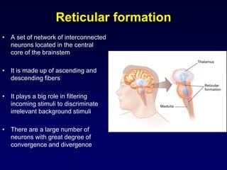 Reticular formation
• A set of network of interconnected
neurons located in the central
core of the brainstem
• It is made up of ascending and
descending fibers
• It plays a big role in filtering
incoming stimuli to discriminate
irrelevant background stimuli
• There are a large number of
neurons with great degree of
convergence and divergence
 