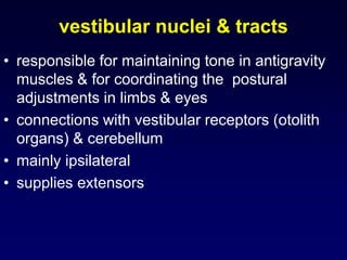 vestibular nuclei & tracts
• responsible for maintaining tone in antigravity
muscles & for coordinating the postural
adjustments in limbs & eyes
• connections with vestibular receptors (otolith
organs) & cerebellum
• mainly ipsilateral
• supplies extensors
 