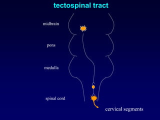 midbrain
pons
medulla
spinal cord
tectospinal tract
cervical segments
 