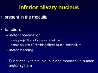 inferior olivary nucleus
• present in the medulla
• function:
– motor coordination
• via projections to the cerebellum
• sole source of climbing fibres to the cerebellum
– motor learning
– Functionally this nucleus is not important in human
motor system
 